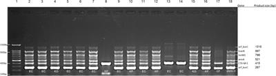 Emergence and Spread of Different ESBL-Producing Salmonella enterica Serovars in Hospitalized Horses Sharing a Highly Transferable IncM2 CTX-M-3-Encoding Plasmid